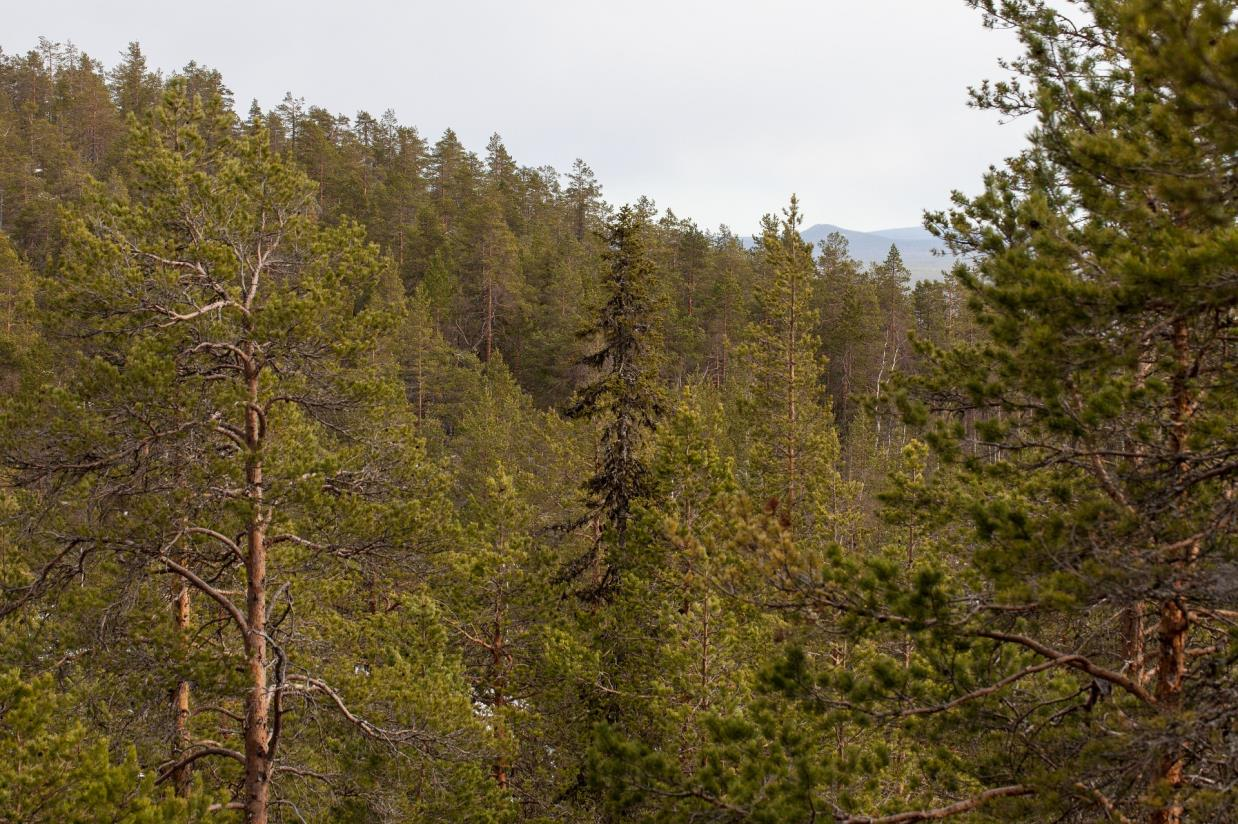 höga naturvärden och i behov av formellt skydd nedan gränsen för fjällnära skog.