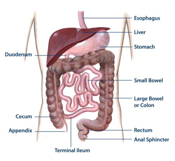 Ordlista Anatomisk bild av mag-tarmsystemet Matstrupe Lever Tolvfingertarm Magsäck Tunntarm Tjocktarm Blindtarm Blindtarmsbihang Terminala ileum Ändtarm Ändtarmsöppning Hendrik Jonas för Agentur BAR