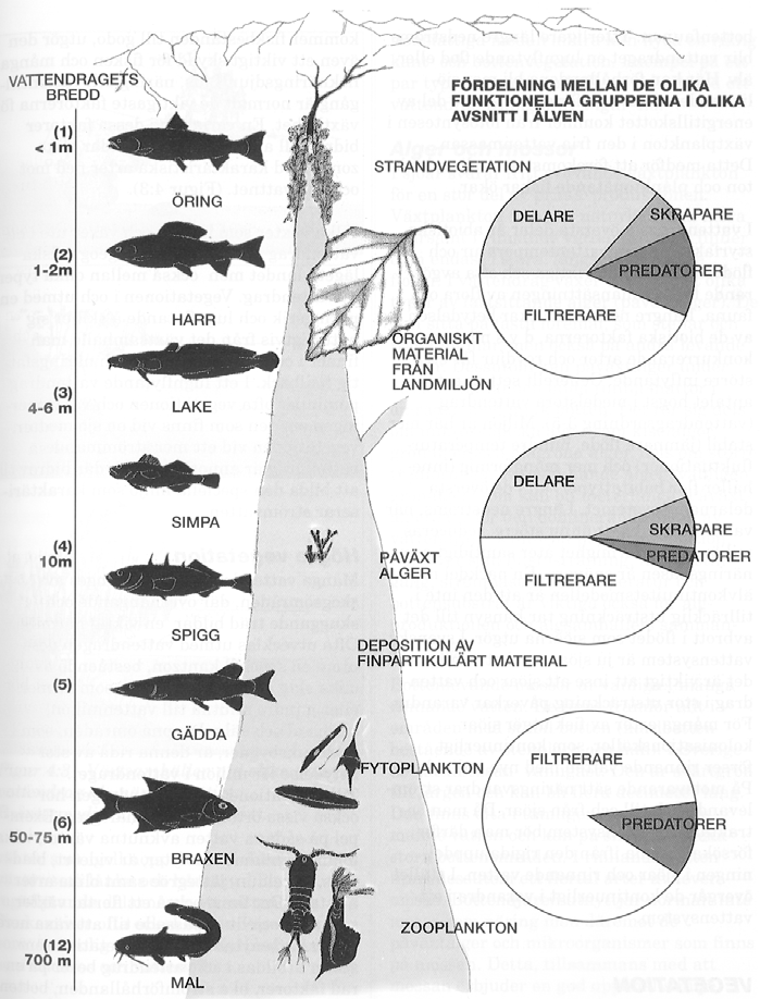 BIOTOPKARTERING I DE VÄSTRA DELARNA AV JÖNKÖPINGS LÄN INLEDNING Älvkontinuitetsbegreppet (River Continue Concept) Ur: Fiskeriverket.
