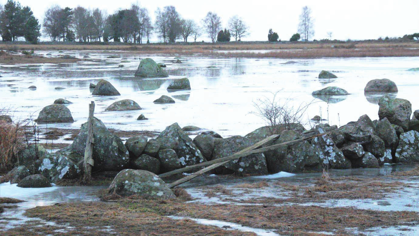 Biologisk mångfald och hög resiliens Havsstrandäng på Kuggebodalandet.