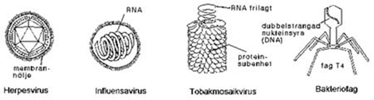 Virus Virus är mycket mindre än bakterier, och de kan bara förökas inuti lämpliga värdceller. De består av en nukleinsyra (t.ex. RNA) och ett protein.