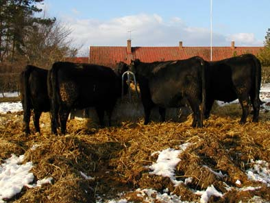 Används biprodukterna felaktigt kan det istället bli en olönsam affär. I exemplet nedan har en foderstat beräknats med drank, halm och kraftfoder.