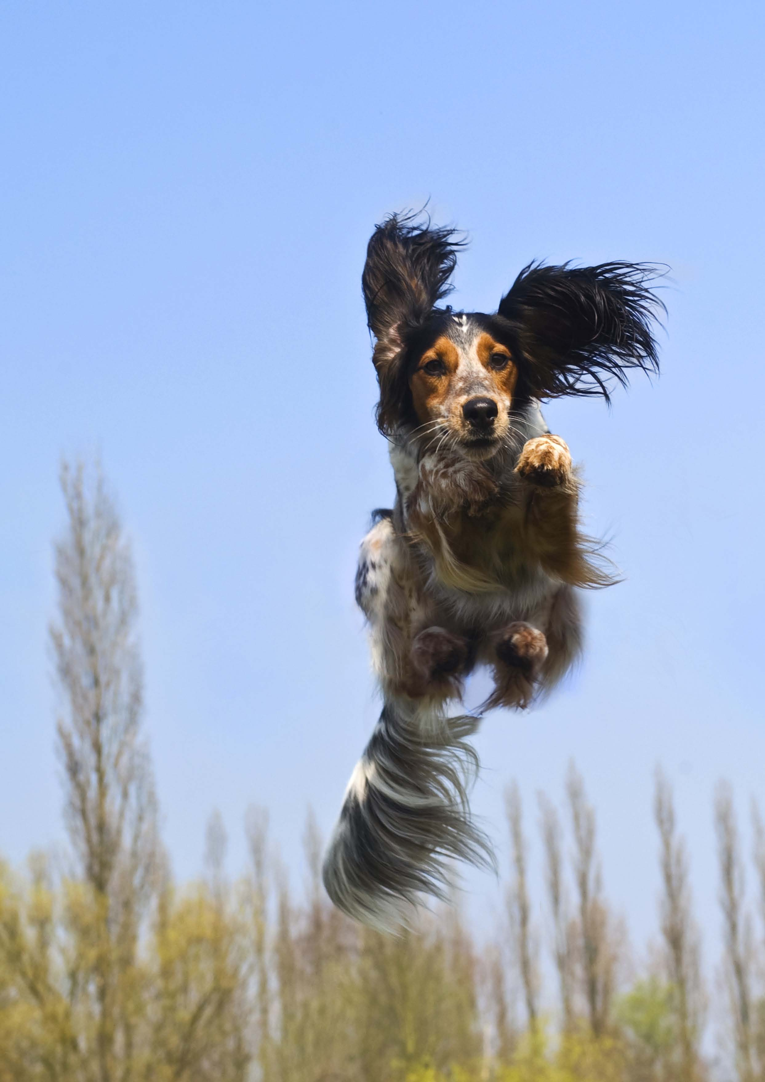 SVENSKA BRUKSHUNDKLUBBEN Hundägarnas hundsport- och utbildningsorganisation Svenska Brukshundklubben Box 4 123 21 FARSTA