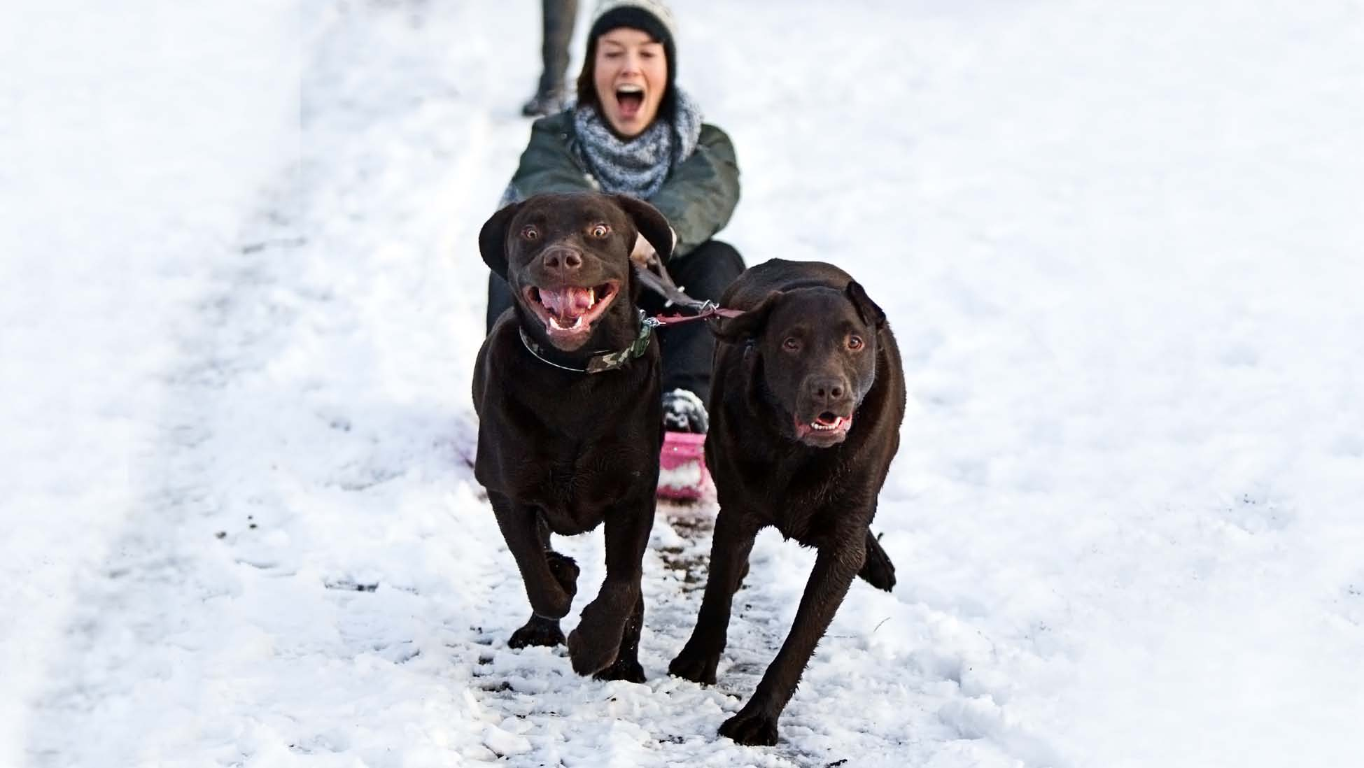 Samhällsnyttiga hundar Syfte Brukshundklubben ska utbilda hundar och hundförare som efterfrågas av våra samarbetspartners för att ge hunden en naturlig funktion i samhället.