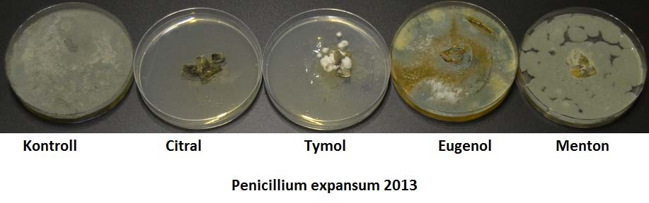 av mycelium i MEA. Bild 5.