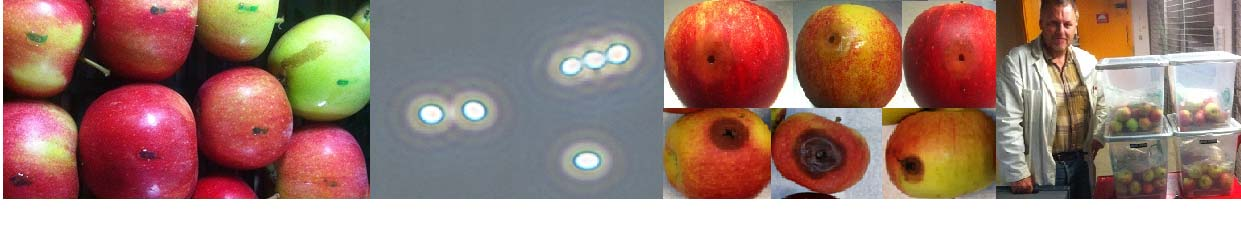 2.4. In Vivo undersökning 480 stycken Aroma äpplen, som har låg resistens mot svampangrepp, plockades vid optimal skördetid från Kiviks odling, transporterades till Alnarp, tvättades med destillerat