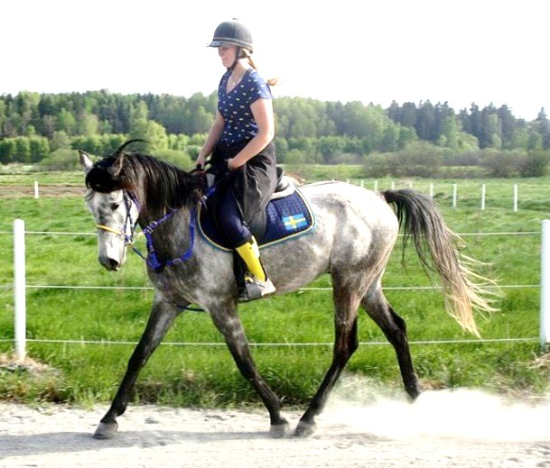 Zigard Jalaam (GB) Forzycja (SE) Barif (ES) Jaiba (ES) Saturn (PL) Forteca (SE) Valack, Arabiskt Fullblod, fo dd 2007 Uppfo dare: Grethe Carstensen, Danmark Tra nare: Ryttare: A gare: Ingrid Bostro m