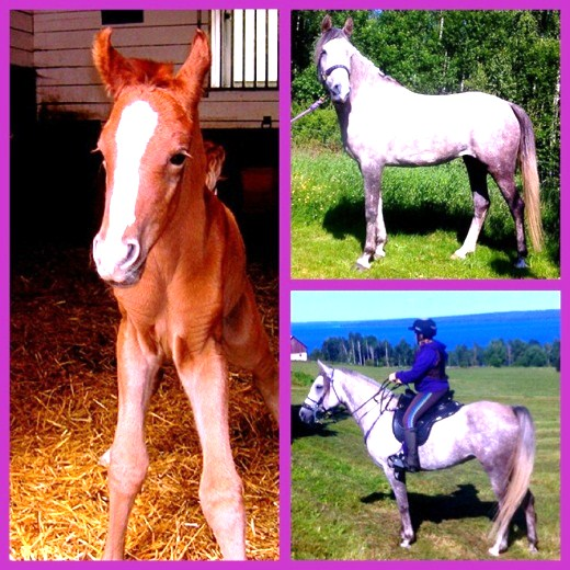 Benindjih Bayard (SE) Red Baron (SE) Elfrida (SE) Djinah Gomir (SE) Dariba (SE) Sto, Arabiskt Fullblod, fo dd 2008 Uppfo dare: Ire ne Friederich, Stall Marielund Tfn. 070-00 241 87, e-post: Irene.