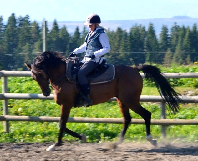 Pamir (SE) Mahir Nadejni (SU) Preria (SU) Andromidha (SE) Elcatero (SE) Algia (SE) Valack, Arabiskt Fullblod, fo dd 2008 Uppfo dare: Gunmarie Ode n Falkelind Tfn.