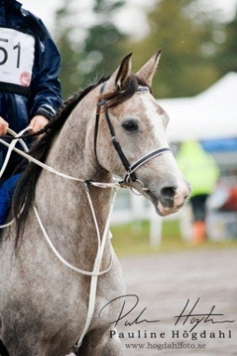 Baron El Azeer Baron Helio Lanzo (SE) Red Baron (SE) Hella (SE) Blaze (SE) Gwior (SE) Borgia (SE) Valack, Arabiskt Fullblod, fo dd 2007 Uppfo dare: Metropolitan Arabian Tfn.