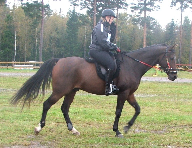 Min Pontijack Gimmick (SE) Tets Raggie (SE) Ghazal (SE) Galadriel (SE) Shan Rags (NO) Min Tetis (SE) Valack, Arabiskt Fullblod/Varmblodstravare, fo dd 2007 Uppfo dare: Eleonore Sjo lund Tfn.
