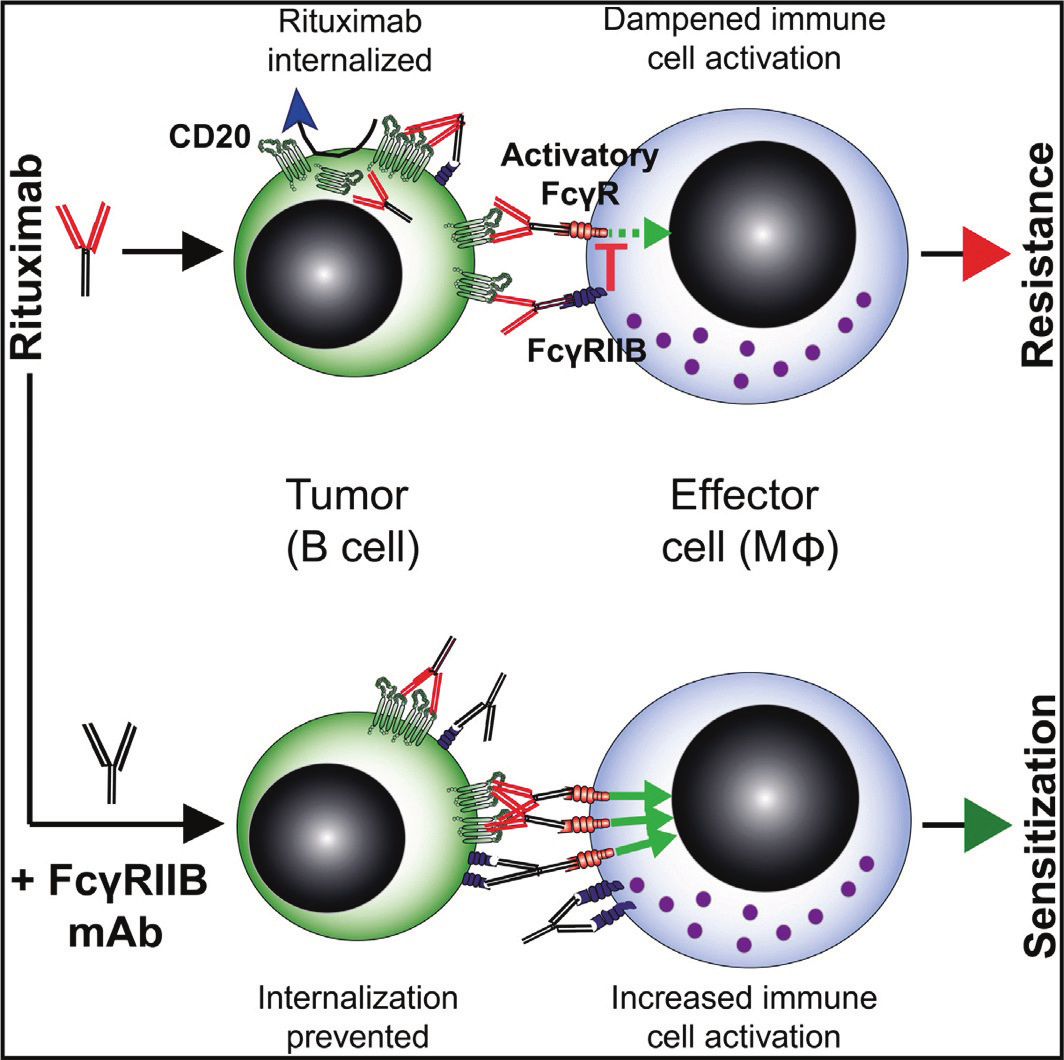 Rationale for anti-cd32b therapy with BI-1206 CD32b is expressed throughout B cell development and in different B cell cancers CD32b is a negative regulator of therapeutic