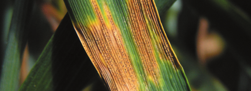 Angrepp av svampsjukdomar kostar merskörd och kan försämra kvaliteten Viktiga sjukdomar i vete Svartpricksjuka Svartprick- och brunfläcksjuka betecknas gemensamt som Septoria.