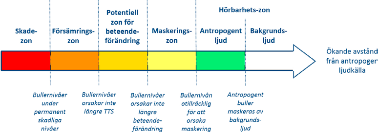 6.1.1 Hörseln hos tumlare och fisk Hörsel är ett av det viktigaste sinnet för däggdjur och fisk, något som är en effekt av den relativt dåliga sikten under vattnet.