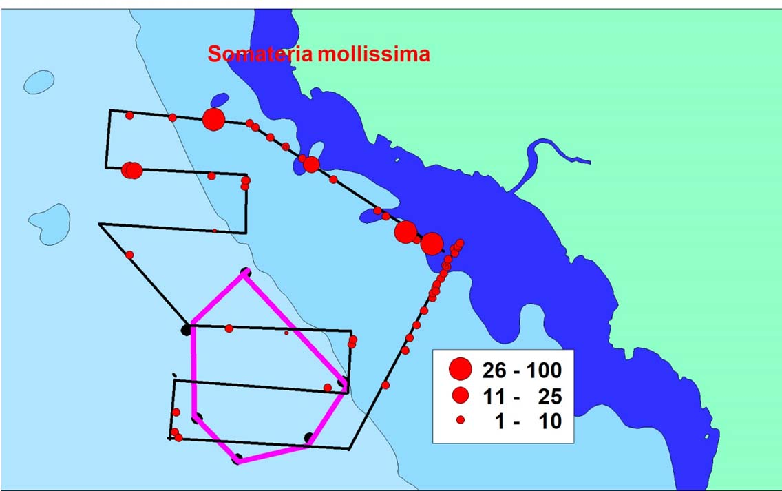 Fig. 6 Antalet observerade ejdrar vid fyra båtinventeringar i området för den planerade