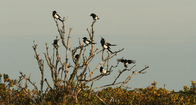 94. Korp Corvus corax 3 Börringesjön 6/10 95. Stare Sturnus vulgaris 1000-tal, se sträckfågelräkningar 96. Gråsparv Passer domesticus Mindre allmän 97.