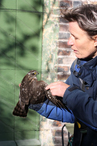 33. Röd glada Milvus milvus 2 längs vägen 3/10, 2 längs vägen 4/10, 15 Nabben 6/10, 11 Börringesjön 6/10, 4 Vombs ängar 7/10, 3 Krankesjön 7/10 34.