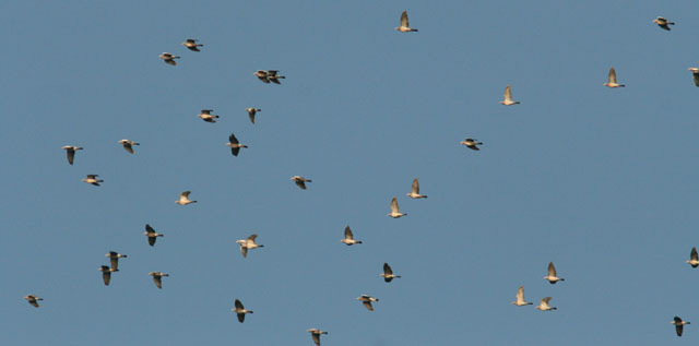 46. Tofsvipa Vanellus vanellus 100 längs vägen 4/10, 200 Börringesjön 6/10, 100 Krankesjön 7/10 47. Kärrsnäppa Calidris alpina Mindre allmän 48.