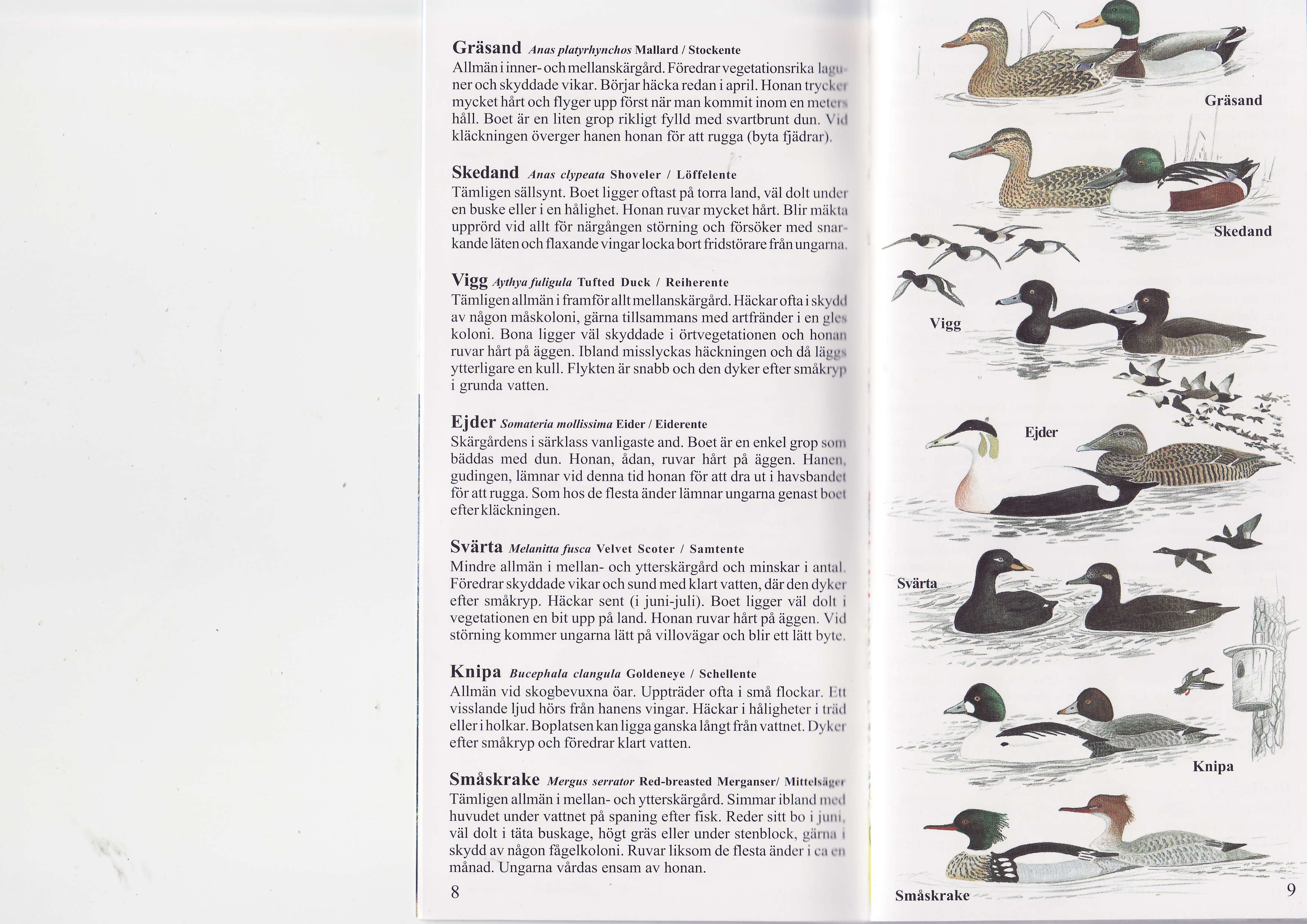GfäSand Anas platyrhynclios Mallard / Stockente Allmäni inner- och mellanskärgärd. Föredrarvegetationsrika ll;lrr ner och skyddade vikar. Börjar häcka redan i april. Honan trycht.