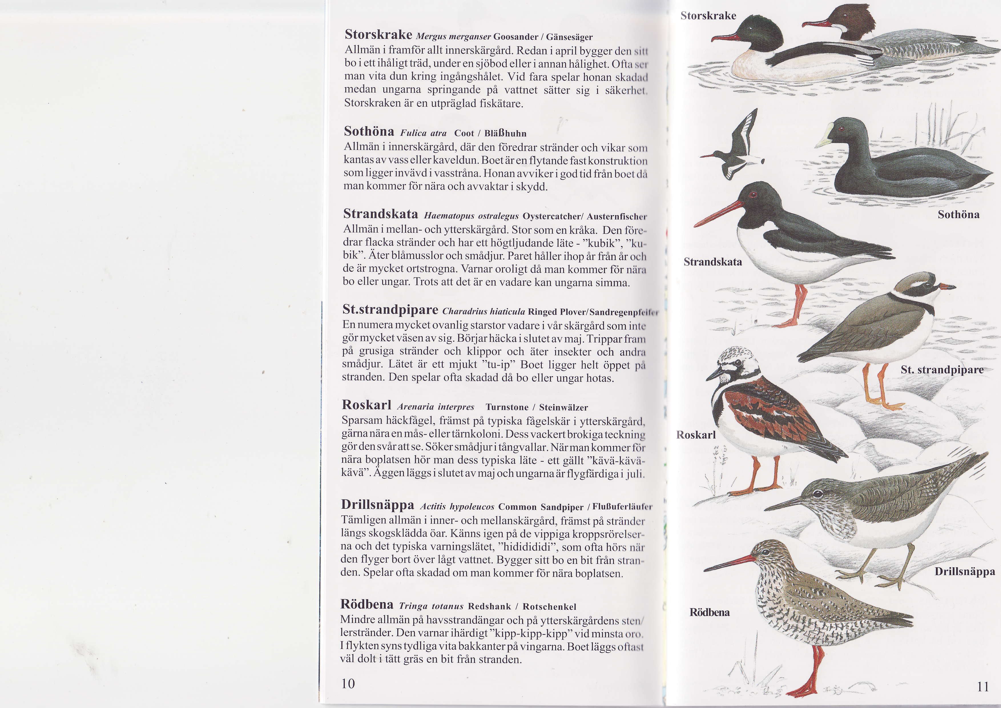 StOfSkfakQ Mergus mergazser Goosander / Gänsesäger Allmän i framftir allt innerskärgärd. Redan i april bygger dcn sirr bo i ett ihäligt träd, under en sjöbod eller i annan hälighet.