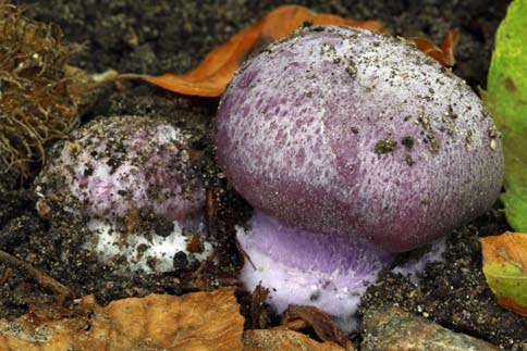 Höstvaxskivling Hygrophorus