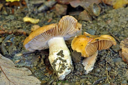 Slottsspindling Cortinarius