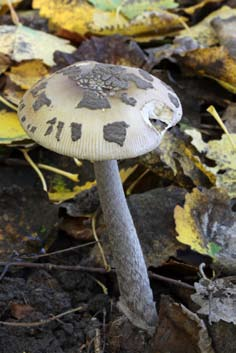 Jättekamskivling Amanita ceciliae NT. Foto: Tony Svensson. m.m. Endast ett fåtal besök har gjorts och mest utanför högsäsong för svamp. Lokalen har hittills visat sig ha bl.a. ett flertal rödlistade tickor.