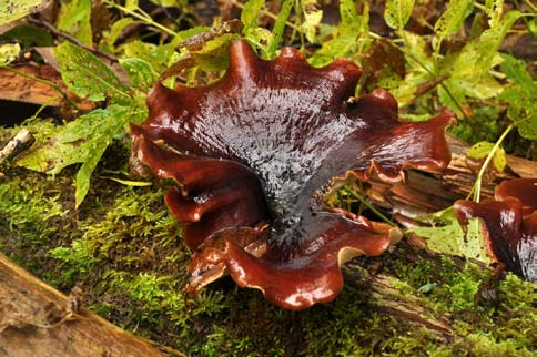 ningar låg det rikligt med död ved i skogen och här hittade vi gott om stor tratticka Polyporus badius NT på almlågor. På en låga av lind växte lindskål Holwaya mucida.