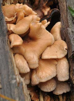 möllan besöktes kort och här gjordes fina fynd av bl.a. dystersopp NT och sotkremla Russula anthracina DD. Märkligt nog växte även här den sällsynta Lactarius ruginosus.