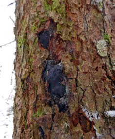 24 Rätta svar till Gissa svampen: 1 Hårig jordstjärna, 2 Räfflad nagelskivling, 3 Kamferriska, 4 Busksvamp, 5 Fläcksopp, 6 Gul rottryffel Puggehatten 26 (1) 2013 Kantarellmussling Plicaturopsis