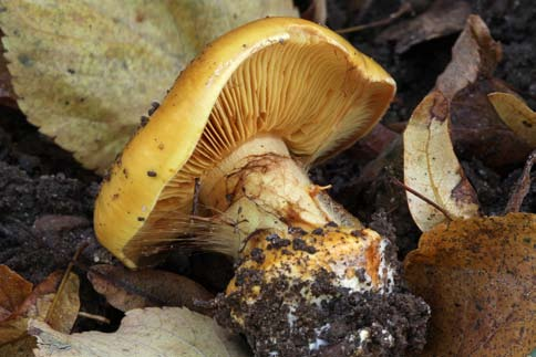 Saffransspindling Cortinarius oleareoides NT. Foto: Tony Svensson. stora slutsatser.