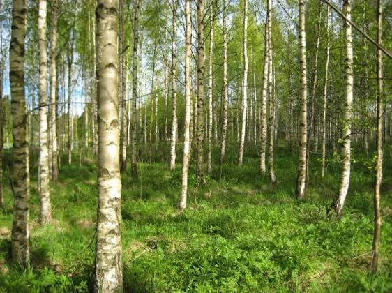 Figur 17. Ca 50-årig björkskog (Betula sp.). I trädskiktet förekommer nästan enbart björk (Betula sp.), ställvis förekommer enstaka aspar samt som ett underskikt lite gran (Picea abies).