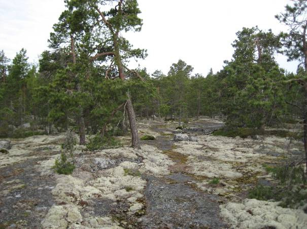Figur 3. Risöbergen är ett bergsområde med en hällmarkstallskog i så gott som naturtillstånd. Trädskiktet är totalt talldominerat (Pinus sylvestris).