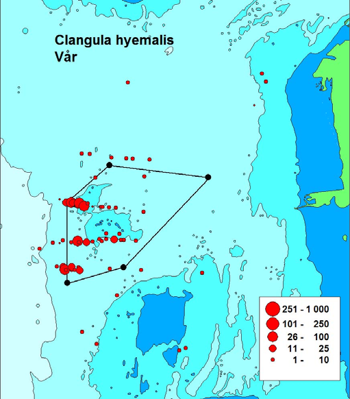 Beräknat antal alfåglar Clangula hyemalis vid båtinventeringar i Lillgrundsområdet 2001-2005. Fig.