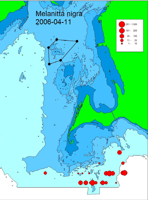 Fig. 24. Sjöorrens Melanitta nigra uppträdande i södra Öresund vid flyginventeringar januari mars (vinter) l2006.