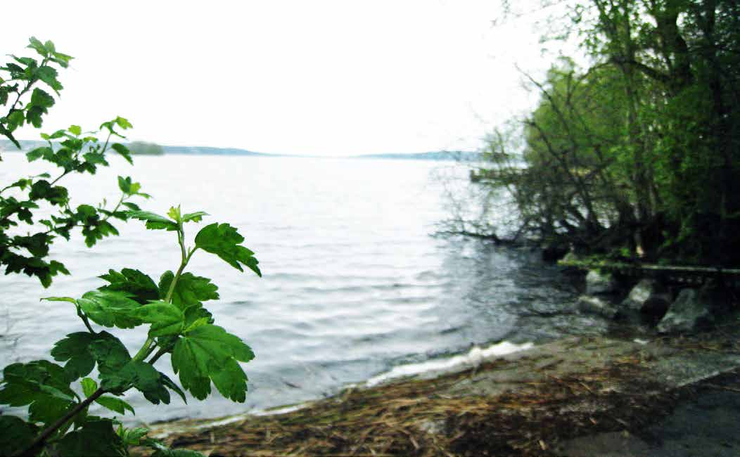 Vallbyvik strandkant.