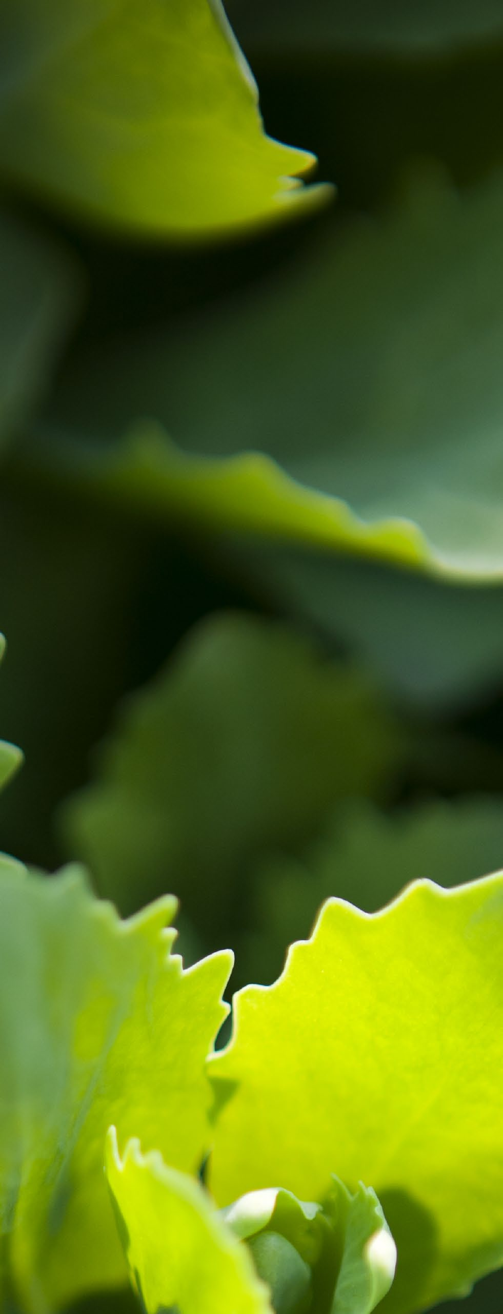 Snabbkoppling mellan klippsystemen RECYCLER ON DEMAND En ny, förenklande funktion från Toro är snabbkopplingen mellan klippsystemen Recycler on Demand.