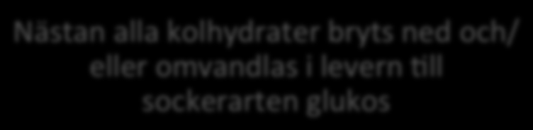 Insulin sänker blodsockret ü Insulin är e+ hormon som bildas i de langerhanska öarna i Vi äter mat innehållande kolhydrater (t.ex.