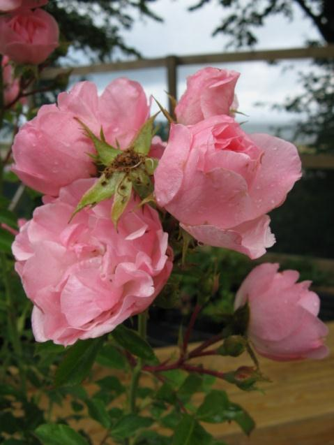 Westerland Honungsros Lykkefund Serenade STORBLOMMIGA o Polyantharosor APRIKOLA - Aprikos med inslag av rosa