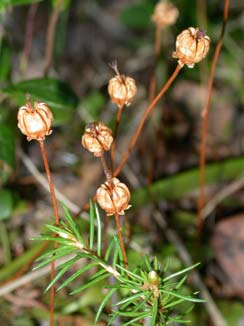 Ögonpyrola i blomning Ögonpyrola i knopp, foto Sture W.