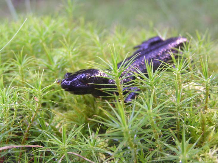 Basinventering av större vattensalamander,triturus