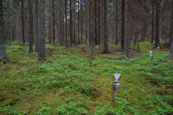 Edeby (D 11): Granyta med 83-årig skog. Lokalen ligger i nedre delen av en sluttning i en svacka mellan höjder och kalspolade hällar.