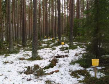 Knutsta, Öja socken (D 14): 80-årig tallskogsyta med viss inblandning av gran.
