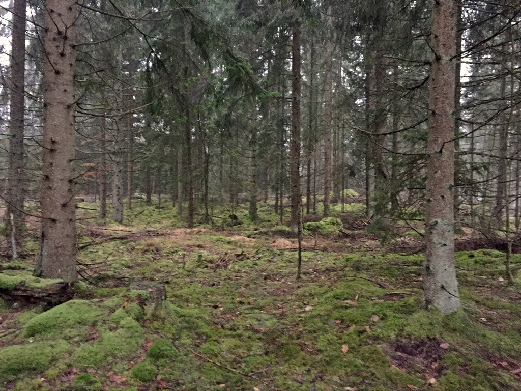 HÄSSLEHOLM MEJARP 1:8 Skog forts... Jakt Jakten är ej upplåten utan tillfaller köparen på tillträdesdagen.