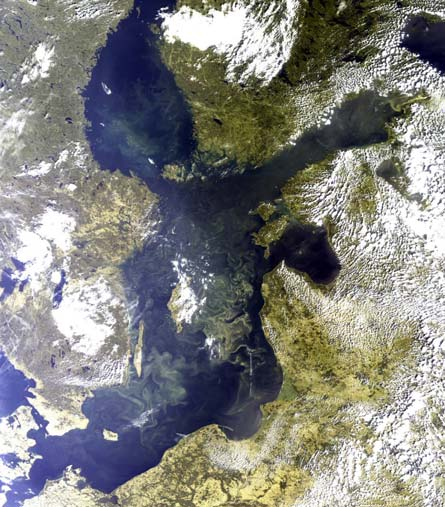 Figur 4. Högupplöst MERIS-satellitbild tagen den 31 juli 2008 som visar utbredningen av cyanobakterieansamlingar i ytan i såväl Egentliga Östersjön som Bottenhavet och Finska Viken.