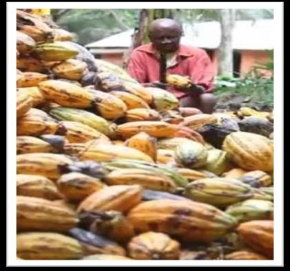 Uppbackade bland annat av Twin (en engelsk rättvis handelsorganisation) startade de upp kooperativet som fick namnet Kuapa Kokoo som på det lokala språket Twi betyder De goda kakaoböndernas företag.