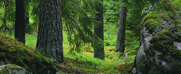 Supplement/Löneavtal SLA Naturvetarna / Sveriges