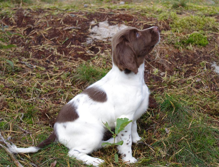 Rasspecifika avelsstrategier för Jaktspringerspaniel Tillägg till