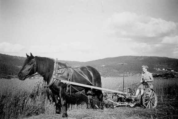 taget någon gång mellan 1951 och 1952 Kvinna kör slåttermaskin medan mannen, Gustav, slår runt dikena med lie Från Karl Ögrens gård, Skäljom, Ljustorp Socken,