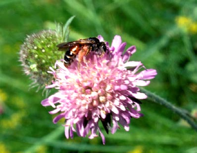 Markus Franzén & Sven G. Nilsson Ent. Tidskr. 125 (2004) Figur 1. Väddsandbiet på blommande åkervädd. Foto: Sven G. Nilsson. Andrena hattorfiana visiting flowering Knautia arvensis. Figur 2.